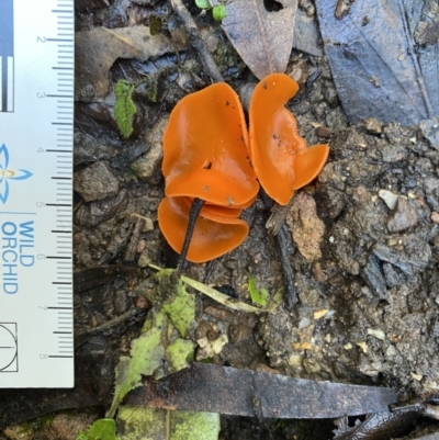 Unidentified Cup or disk - with no 'eggs' at Genoa, VIC - 1 Jun 2023 by GlossyGal