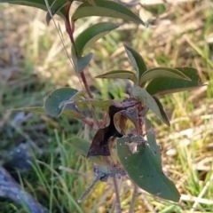 Ligustrum lucidum (Large-leaved Privet) at Fadden, ACT - 9 Jun 2023 by KumikoCallaway