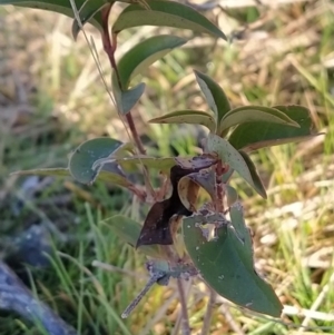 Ligustrum lucidum at Fadden, ACT - 10 Jun 2023