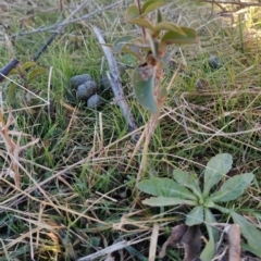 Ligustrum lucidum at Fadden, ACT - 10 Jun 2023 08:21 AM