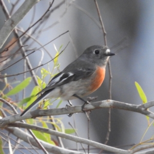 Petroica boodang at Acton, ACT - 8 Jun 2023 03:18 PM