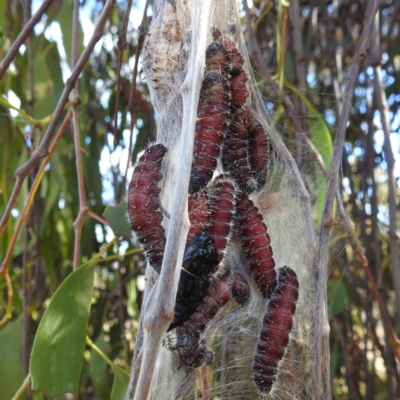 Delias harpalyce (Imperial Jezebel) at Stromlo, ACT - 9 Jun 2023 by HelenCross