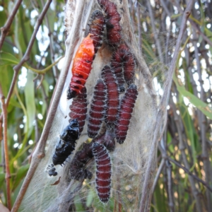 Delias harpalyce at Stromlo, ACT - 10 Jun 2023