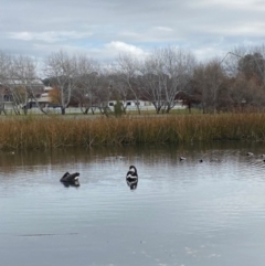 Cygnus atratus (Black Swan) at Mawson Ponds - 10 Jun 2023 by clec