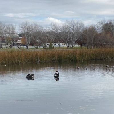 Cygnus atratus (Black Swan) at Mawson Ponds - 10 Jun 2023 by clec