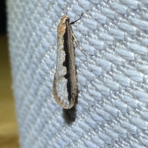 Leptocroca sanguinolenta at Jerrabomberra, NSW - 10 Jun 2023