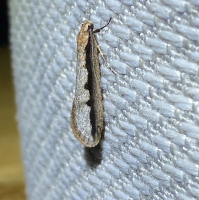 Leptocroca sanguinolenta (A Concealer moth) at Jerrabomberra, NSW - 10 Jun 2023 by Steve_Bok