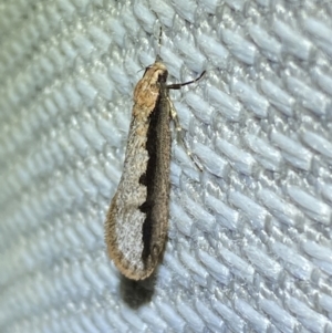 Leptocroca sanguinolenta at Jerrabomberra, NSW - 10 Jun 2023