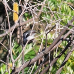 Phylidonyris pyrrhopterus (Crescent Honeyeater) at Rendezvous Creek, ACT - 10 Jun 2023 by Harrisi