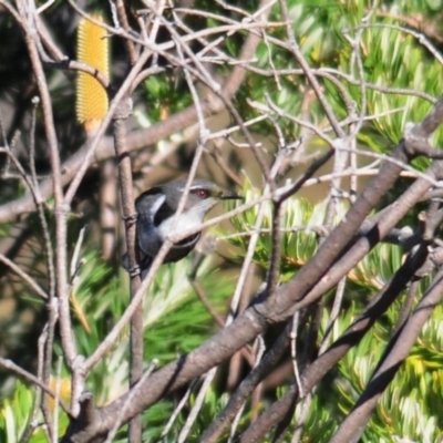 Phylidonyris pyrrhopterus (Crescent Honeyeater) at Namadgi National Park - 10 Jun 2023 by Harrisi