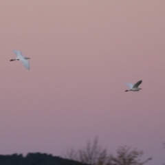 Bubulcus coromandus (Eastern Cattle Egret) at Fyshwick, ACT - 10 Jun 2023 by RodDeb