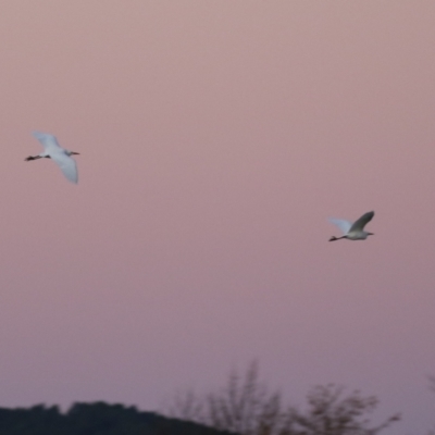 Bubulcus coromandus (Eastern Cattle Egret) at Fyshwick Sewerage Treatment Plant - 10 Jun 2023 by RodDeb