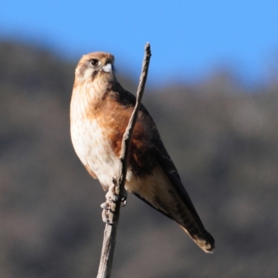 Falco berigora (Brown Falcon) at Booth, ACT - 10 Jun 2023 by Harrisi