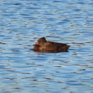 Stictonetta naevosa at Fyshwick, ACT - 10 Jun 2023