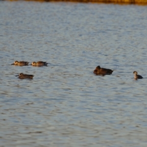 Stictonetta naevosa at Fyshwick, ACT - 10 Jun 2023