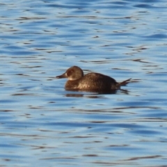 Oxyura australis at Fyshwick, ACT - 10 Jun 2023