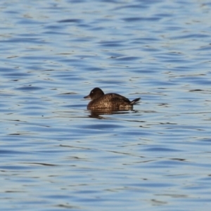 Oxyura australis at Fyshwick, ACT - 10 Jun 2023