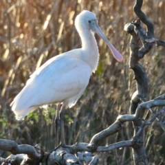 Platalea flavipes (Yellow-billed Spoonbill) at Jerrabomberra Wetlands - 10 Jun 2023 by RodDeb