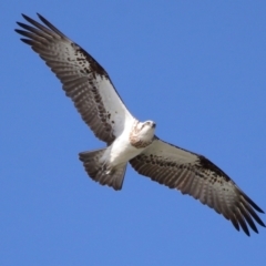 Pandion haliaetus (Osprey) at Cleveland, QLD - 10 Jun 2023 by TimL