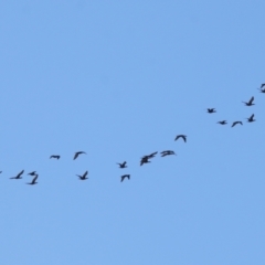 Phalacrocorax sulcirostris at Cleveland, QLD - 10 Jun 2023 11:02 AM