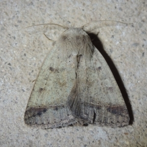 Pantydia sparsa at Conder, ACT - 1 Dec 2022 09:36 PM