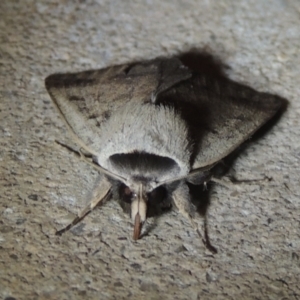 Pantydia sparsa at Conder, ACT - 1 Dec 2022 09:36 PM