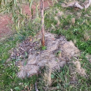 Acacia implexa at Hackett, ACT - 9 Jun 2023