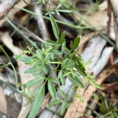 Clematis leptophylla (Small-leaf Clematis, Old Man's Beard) at Paddys River, ACT - 10 Jun 2023 by Mavis