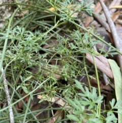 Clematis leptophylla at Paddys River, ACT - 10 Jun 2023