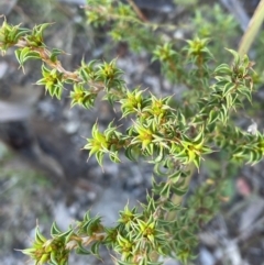 Pultenaea procumbens (Bush Pea) at Tidbinbilla Nature Reserve - 10 Jun 2023 by Mavis