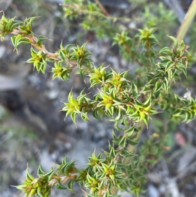 Pultenaea procumbens (Bush Pea) at Paddys River, ACT - 10 Jun 2023 by Mavis