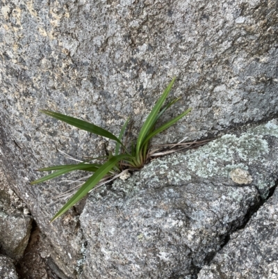 Dianella tasmanica (Tasman Flax Lily) at Paddys River, ACT - 9 Jun 2023 by Mavis