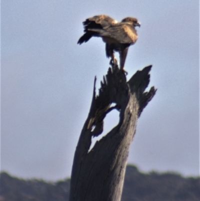 Aquila audax (Wedge-tailed Eagle) at Gundaroo, NSW - 10 Jun 2023 by Gunyijan