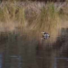 Tachybaptus novaehollandiae (Australasian Grebe) at Gundaroo, NSW - 9 Jun 2023 by Gunyijan