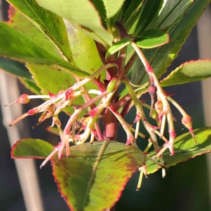 Arbutus unedo at O'Connor, ACT - 10 Jun 2023