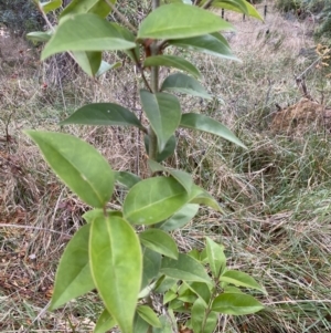 Ligustrum lucidum at Campbell, ACT - 9 Jun 2023