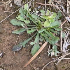 Goodenia pinnatifida (Scrambled Eggs) at Campbell, ACT - 9 Jun 2023 by echidna11