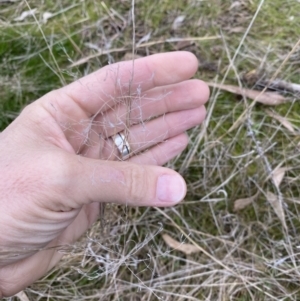 Eragrostis curvula at Campbell, ACT - 9 Jun 2023