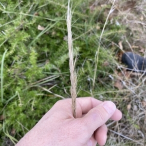 Poaceae (family) at Campbell, ACT - 9 Jun 2023