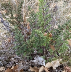 Cheilanthes sieberi subsp. sieberi (Mulga Rock Fern) at Campbell, ACT - 9 Jun 2023 by echidna11