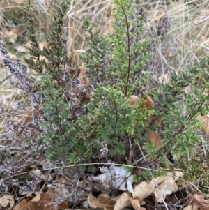 Cheilanthes sieberi subsp. sieberi at Campbell, ACT - 9 Jun 2023