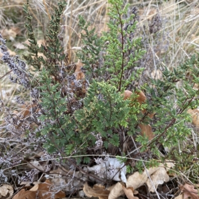 Cheilanthes sieberi subsp. sieberi (Narrow Rock Fern) at Campbell, ACT - 9 Jun 2023 by echidna11