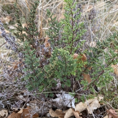 Cheilanthes sieberi subsp. sieberi (Mulga Rock Fern) at Campbell, ACT - 9 Jun 2023 by echidna11