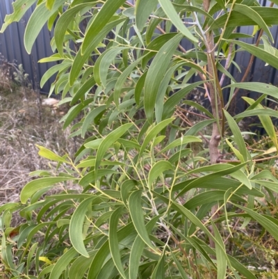 Acacia melanoxylon (Blackwood) at Campbell, ACT - 9 Jun 2023 by echidna11