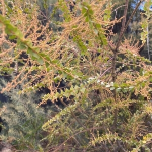 Acacia pravissima at Campbell, ACT - 9 Jun 2023