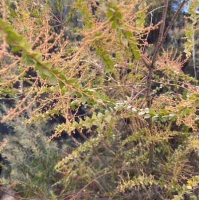 Acacia pravissima (Wedge-leaved Wattle, Ovens Wattle) at Campbell, ACT - 9 Jun 2023 by echidna11