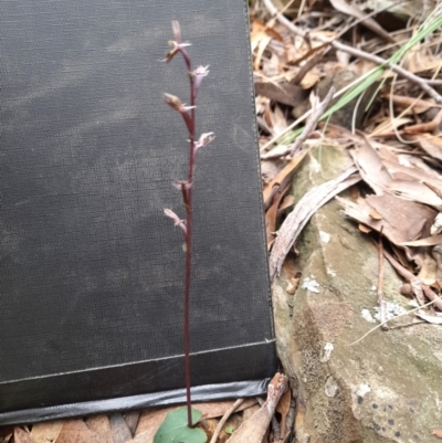 Acianthus exsertus (Large Mosquito Orchid) at Manton, NSW - 9 Jun 2023 by JBrickhill