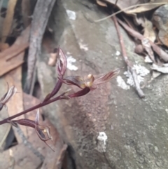 Acianthus exsertus at Manton, NSW - 9 Jun 2023