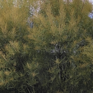 Acacia boormanii at Campbell, ACT - 9 Jun 2023