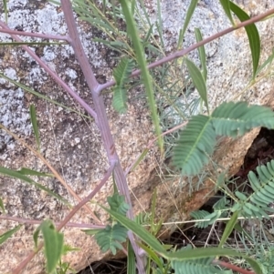 Acacia implexa at Campbell, ACT - 9 Jun 2023